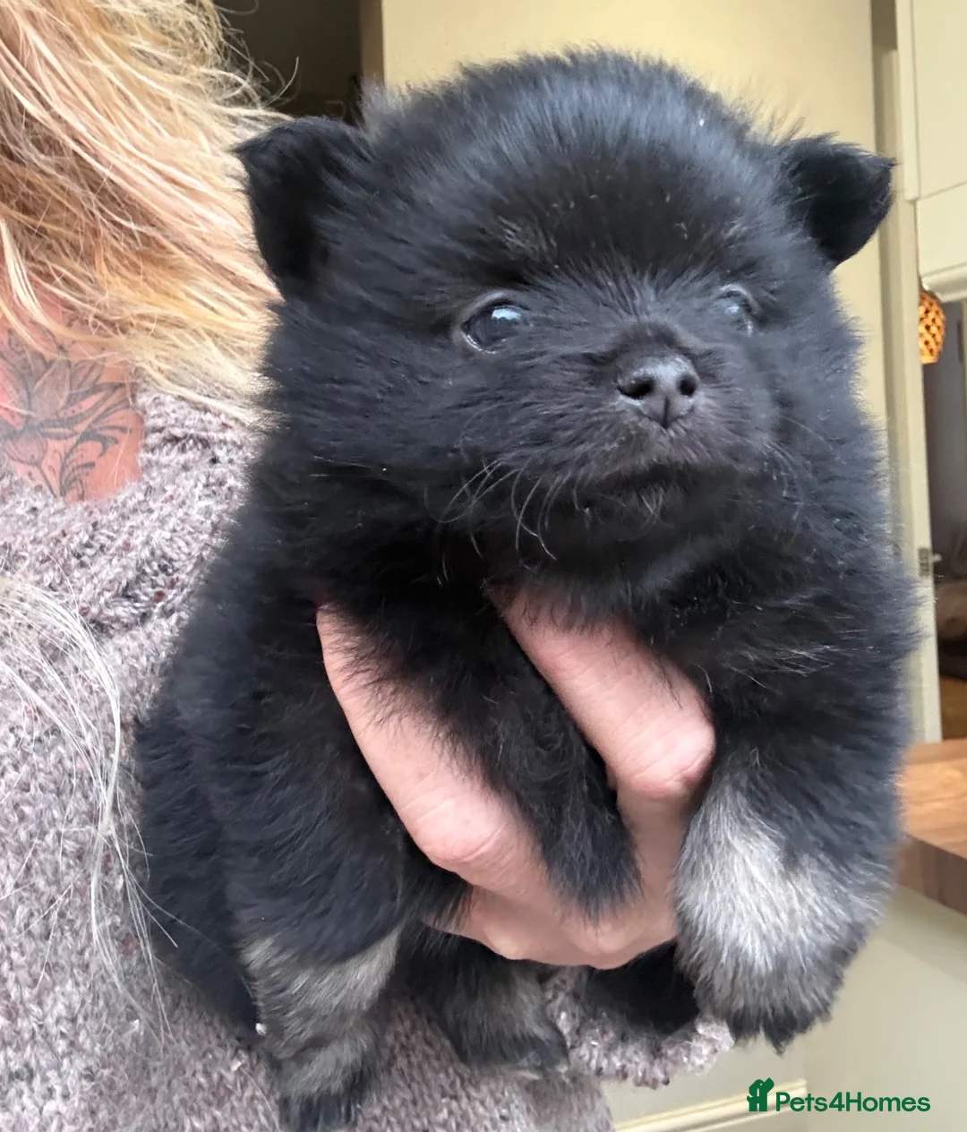 Pomchi dogs for sale: Stunning super friendly laidback little girl  - Advert 2