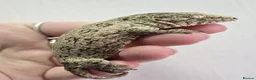 Gecko reptiles for sale: Leachianus Gecko will be high pinks/ high pattern  - Advert 4