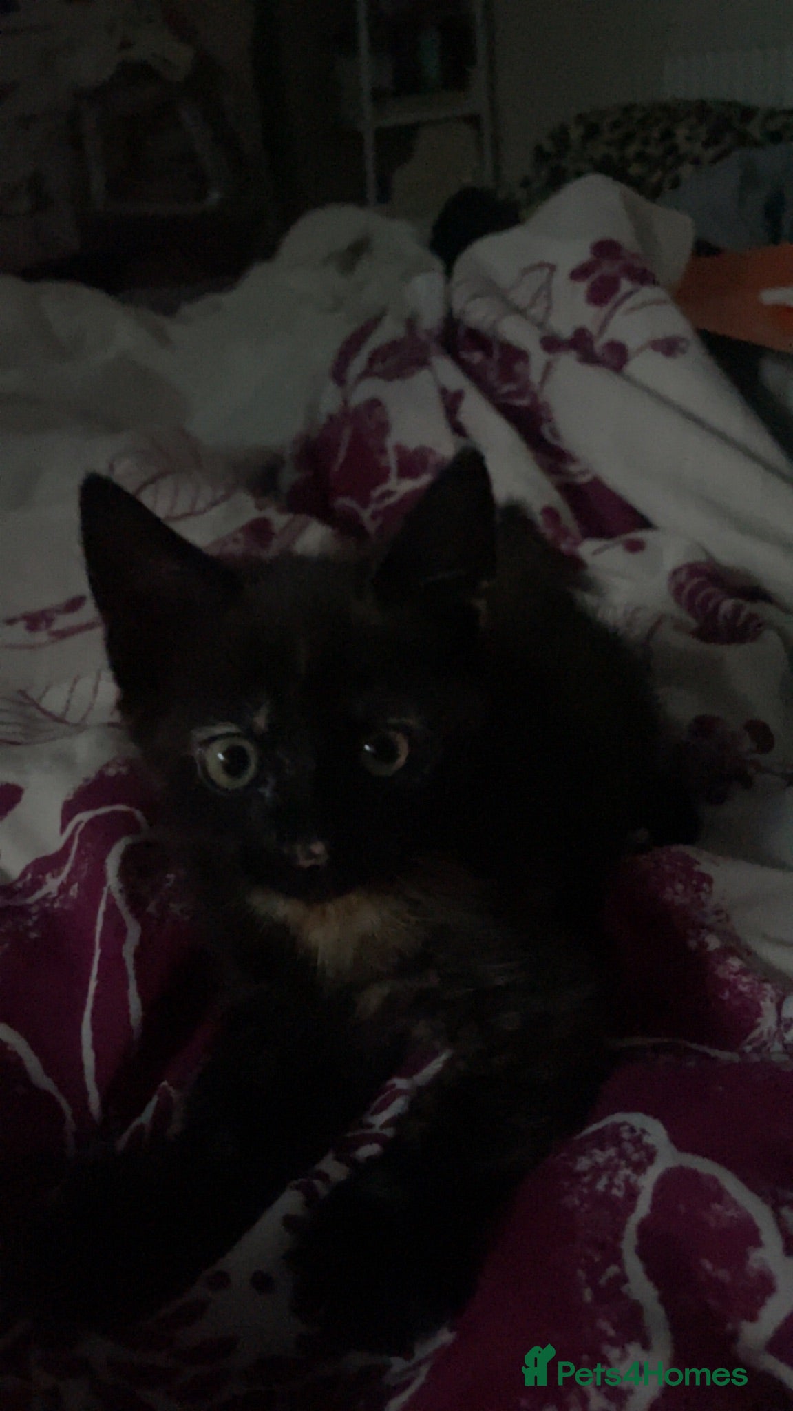 Mixed Breed cats Gorgeous tortoise shell girl kitten - Advert 16