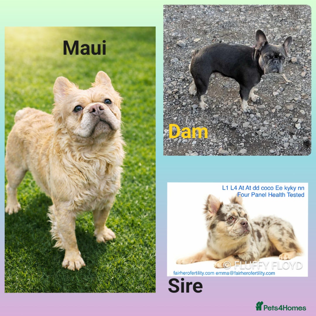French Bulldog dogs for stud: Fluffy french bulldog for stud  - Advert 1