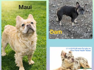 French Bulldog dogs Fluffy french bulldog for stud - Advert 11