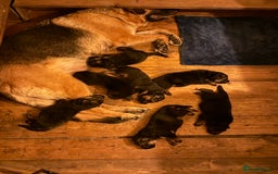 German Shepherd dogs for sale: World champion bloodlines - Image 4