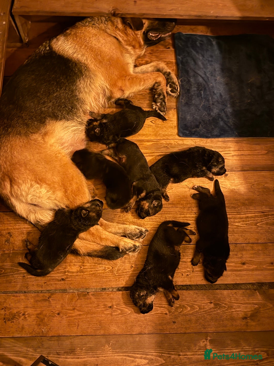 German Shepherd dogs for sale: World champion bloodlines - Image 4