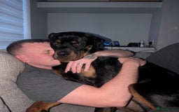 Rottweiler dogs for sale: 1 year 6 month rottweiler needs urgent rehoming - Image 12