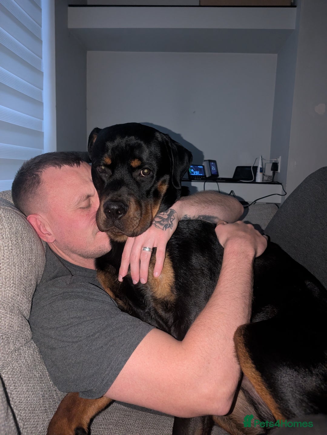 Rottweiler dogs for sale: 1 year 6 month rottweiler needs urgent rehoming - Image 12