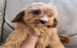 Cavapoo dogs for sale: Cavapoobabiesuk litter has arrived - Image 5
