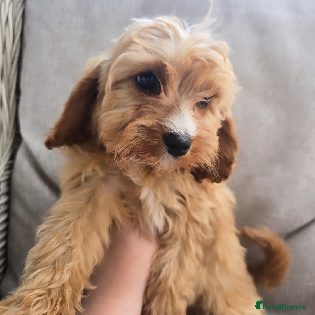 Cavapoo dogs for sale: Cavapoobabiesuk litter has arrived - Image 5