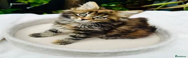 Maine Coon Kitten 3