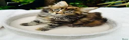Maine Coon cats for sale: Pure breed Maine coon kittens  - Advert 31