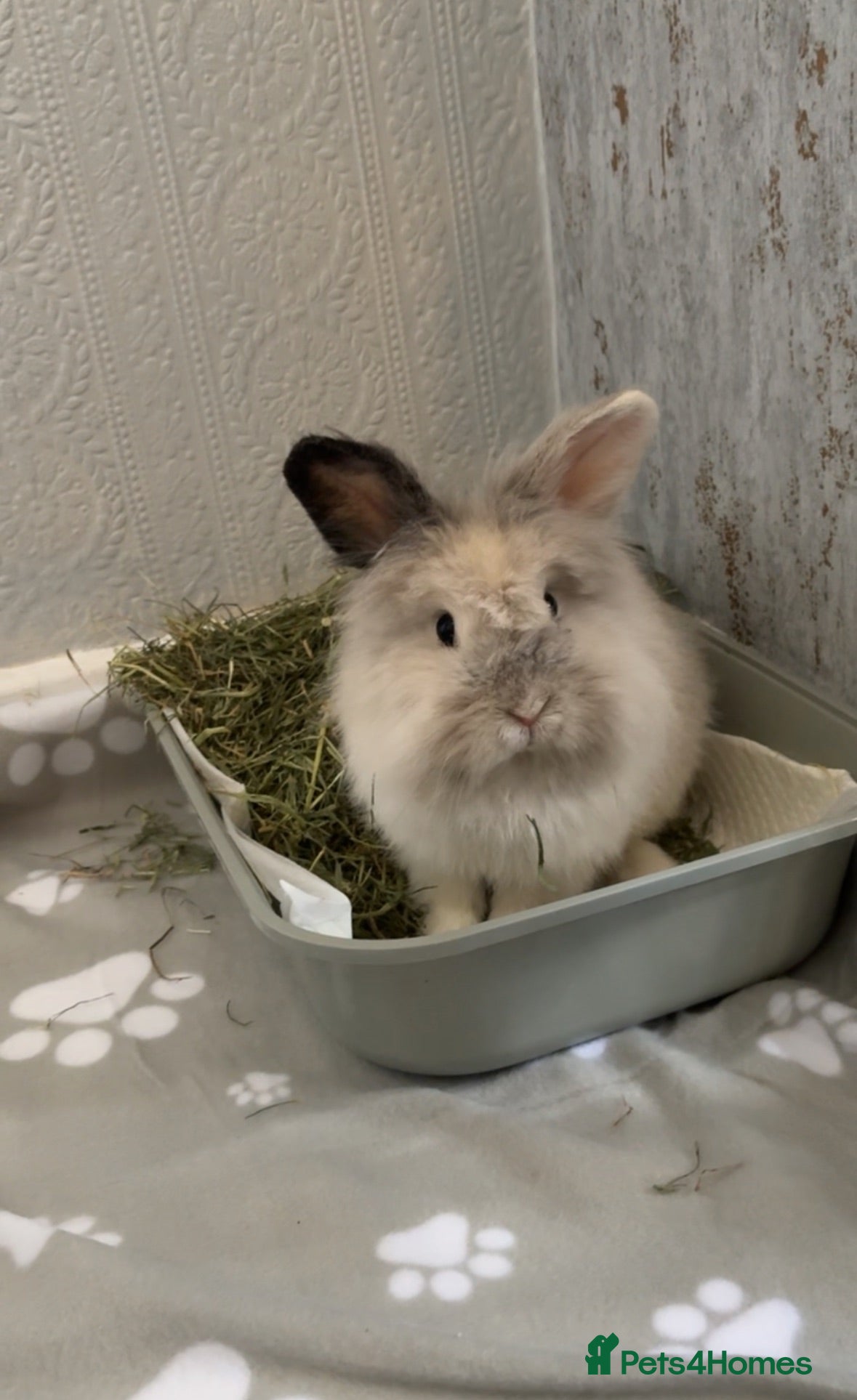 Lionhead rabbits Scout - lion head mix  - Advert 5