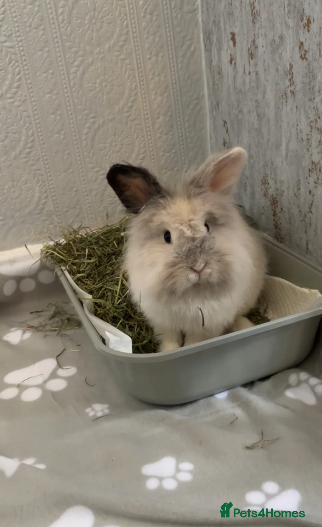 Lionhead rabbits for sale: Scout - lion head mix  in Brierley Hill - Advert 1