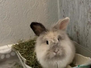 Lionhead rabbits Scout - lion head mix - Advert 1