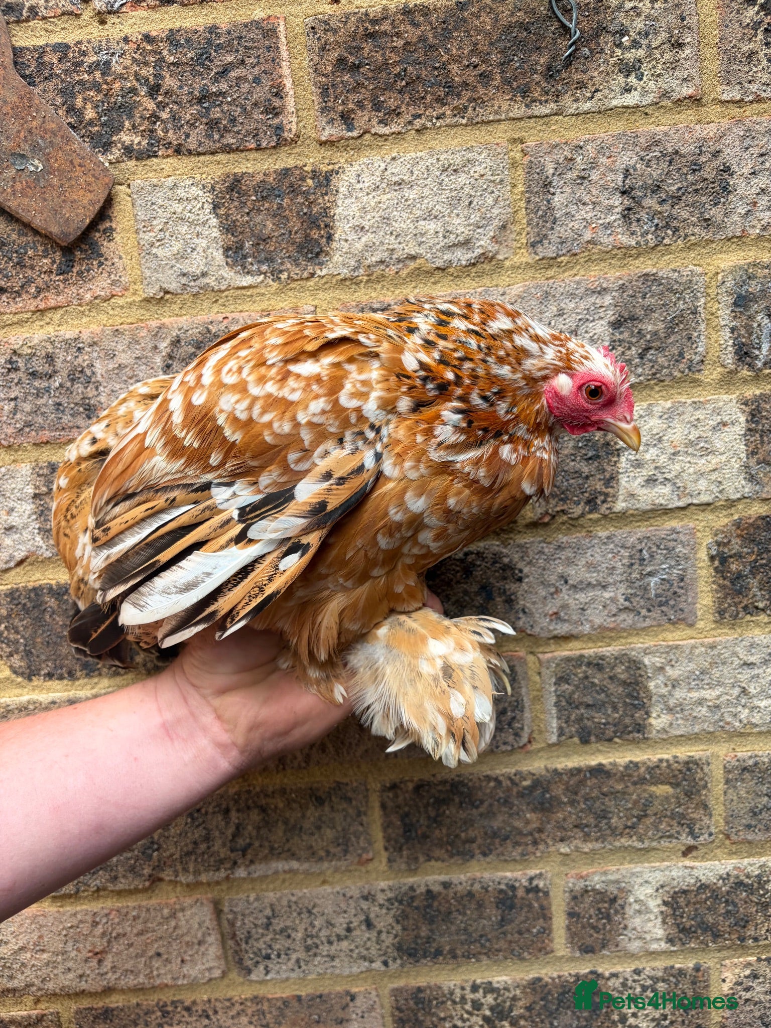 Chickens poultry Pekin bantams flock  - Advert 6