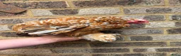 Chickens poultry for sale: Pekin bantams flock  - Advert 1