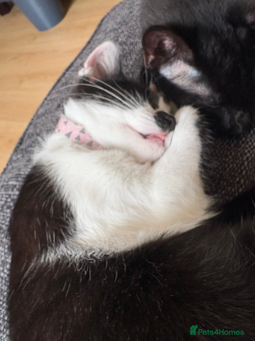 Domestic Shorthair cats for sale: Two lovely kittens for sale - Image 5