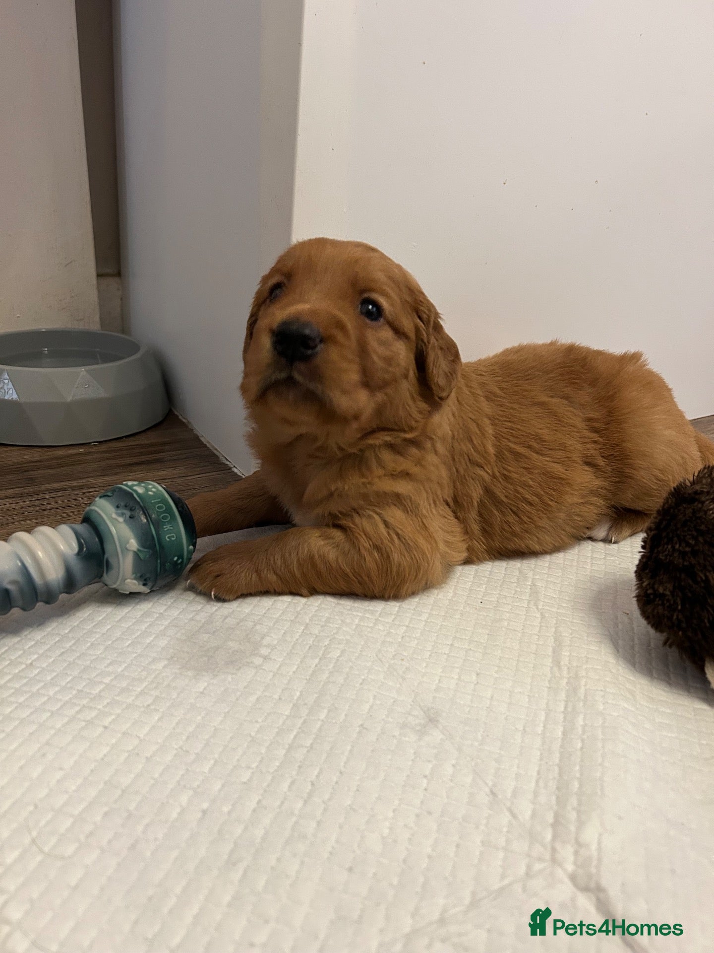 Golden Retriever dogs for sale: Beautiful dark red golden retriever puppies  - Advert 2
