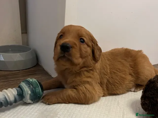 Golden Retriever dogs for sale: Beautiful dark red golden retriever puppies - Advert 2