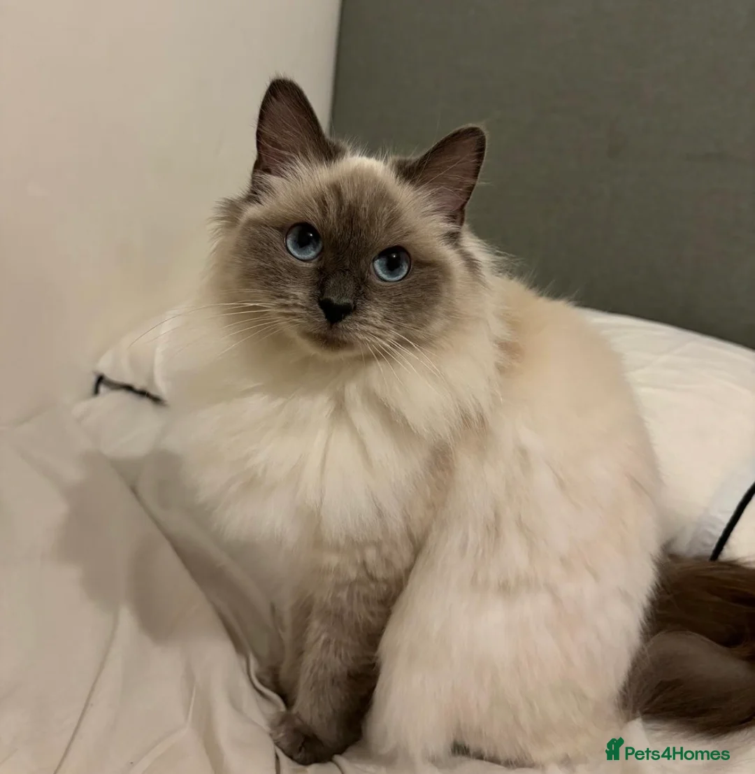 Ragdoll cats for sale: Affectionate ragdoll looking for a new home in Blyth - Advert 4