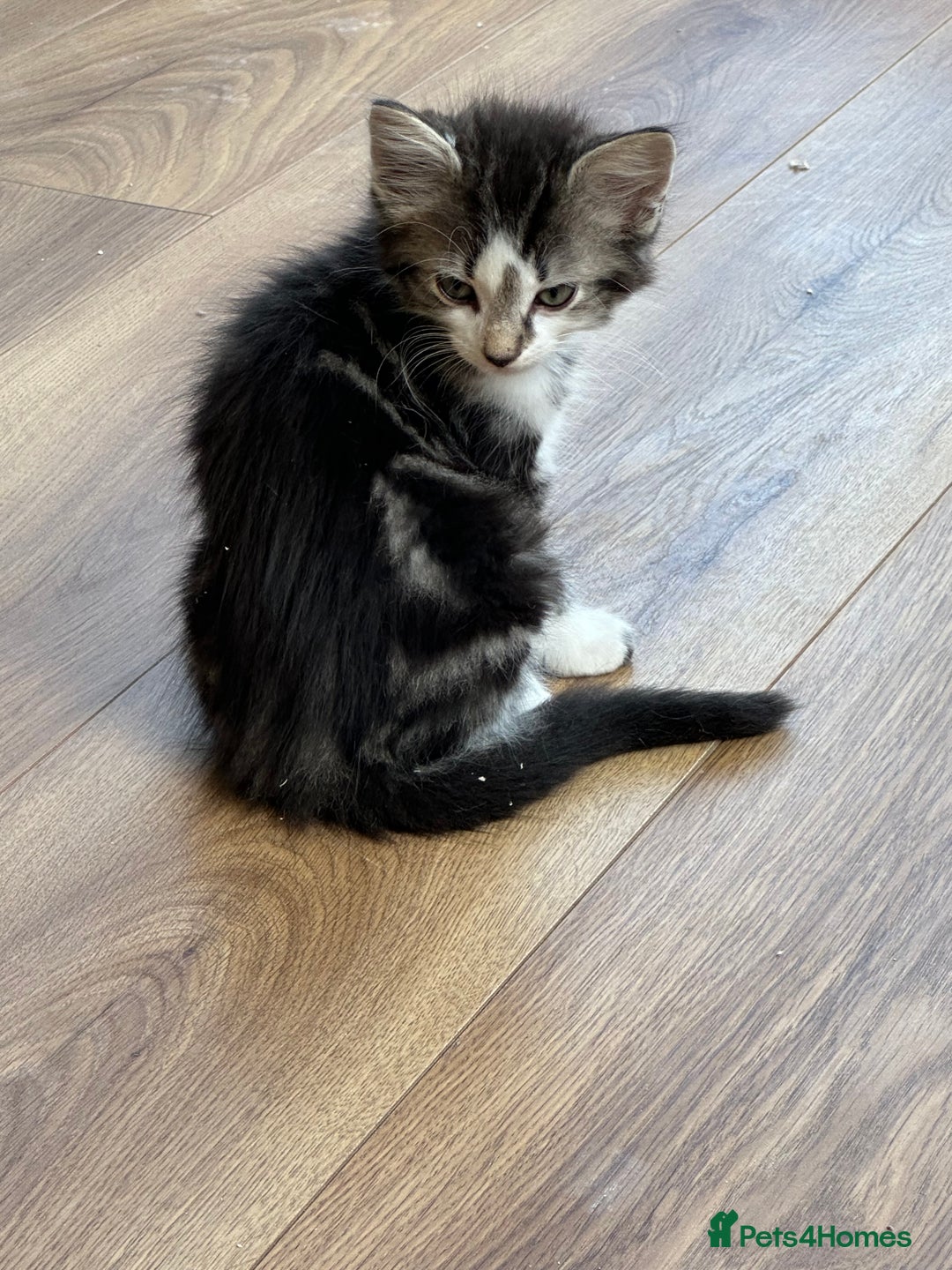 Mixed Breed cats for sale: Kittens for sale  - Image 28