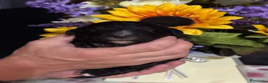 Bernedoodle 3