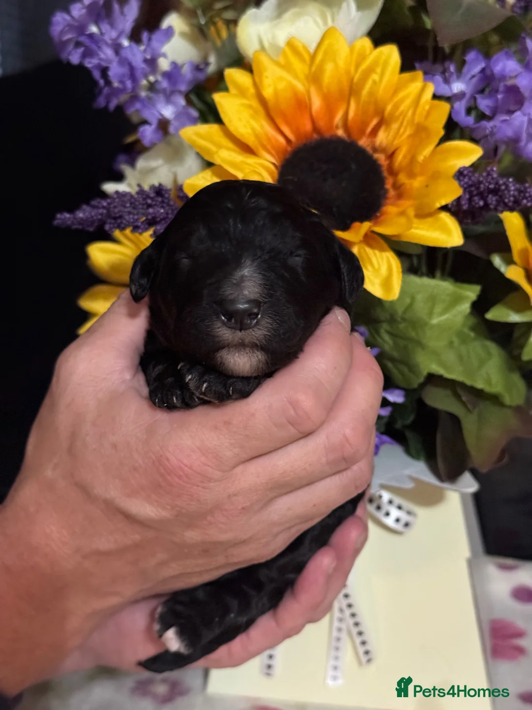 Bernedoodle dogs for sale: 2gorgeous medium size bernedoodle puppies  - Advert 40