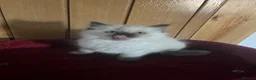 Ragdoll cats for sale: Gorgeous Tica ragdoll kittens  - Advert 33