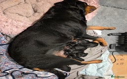 Mixed Breed dogs for sale: Beautiful chunky 3/4 Rottweiler 1/4 sharpei pups  - Image 4