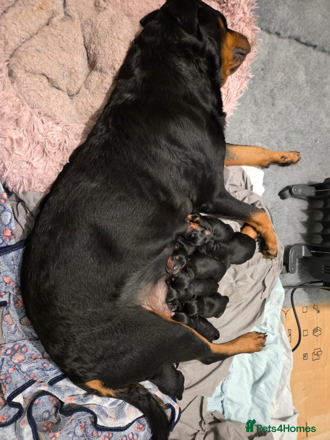 Mixed Breed dogs for sale: Beautiful chunky 3/4 Rottweiler 1/4 sharpei pups  - Image 4