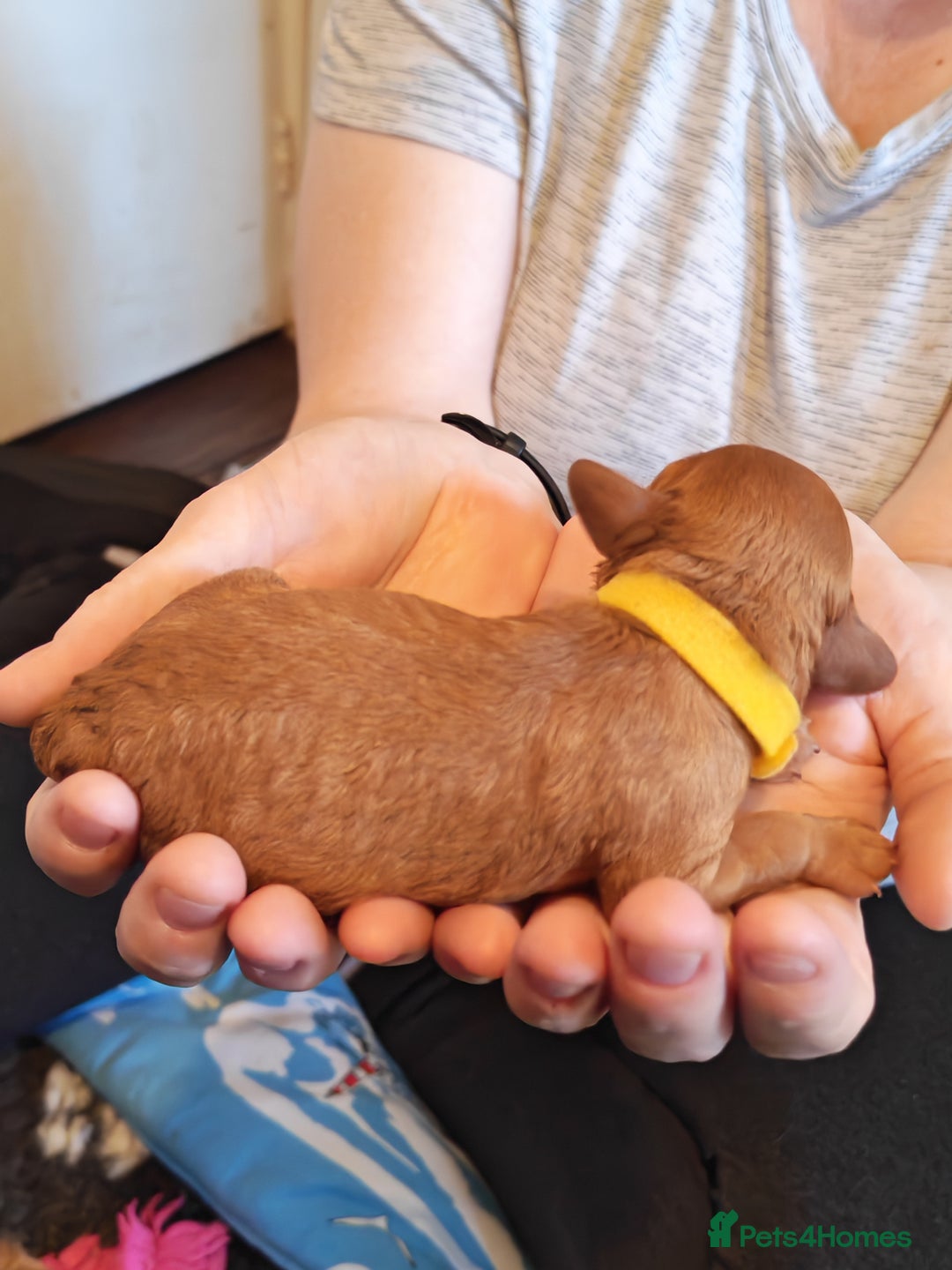 Cavapoo dogs for sale: F1 Cavapoos - HT Parents - Sep Collect - Image 17