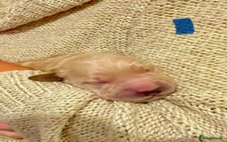 Golden Retriever dogs for sale: Beautiful Golden Retriever boys  - Image 18