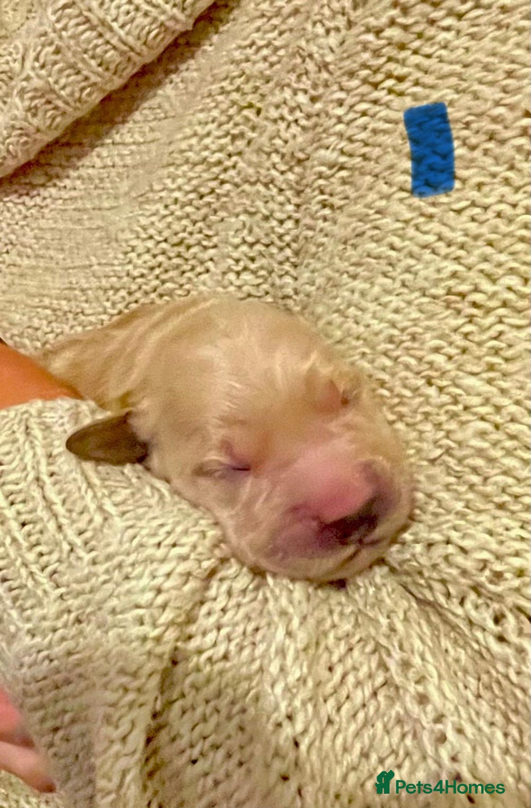 Golden Retriever dogs for sale: Beautiful Golden Retriever boys  - Image 18