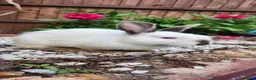 Mixed Breed rabbits for sale: Rabbits in Birmingham - Advert 8