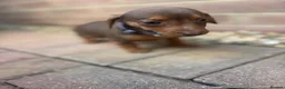 Dachshund dogs for sale: Dachshund  - Advert 6
