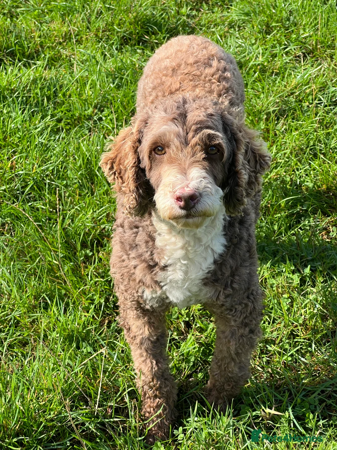 Miniature Poodle dogs for stud: Miniature Poodle KC Reg Fully DNA Health Tested  in Radstock - Advert 4