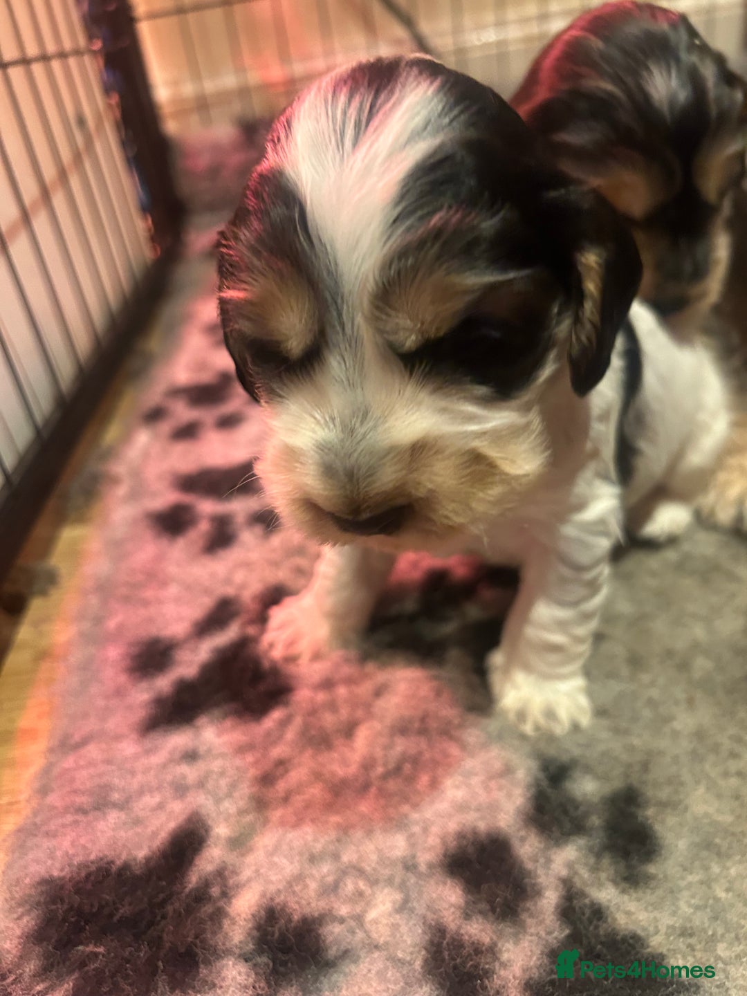 Cocker Spaniel dogs for sale: KC Reg Show Type Cocker Spaniel Puppies  - Advert 7