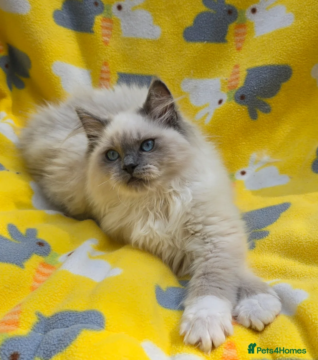 Ragdoll cats for sale: GCCF registered Ragdoll - Advert 3