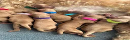 Cockapoo dogs for sale: Cockapoo puppies 3 Girls available  - Advert 29