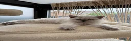 Selkirk Rex cats for sale: Two kittens left  - Advert 24