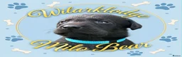 Labrador Retriever dogs for sale: KC Reg Puppies, FTCH Bred with versatility in mind - Advert 3