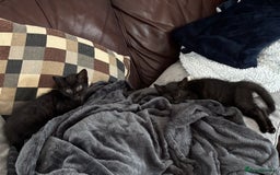 British Longhair cats for sale: 1 x British Long Hair & 2 x British Short Hair - Image 14