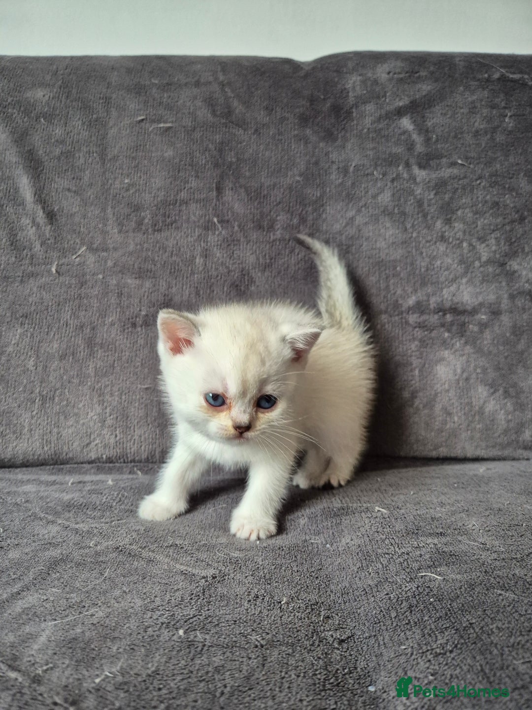 British Shorthair cats for sale: TICA Blue/gold/silver colourpoint - Image 22