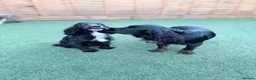 Cocker Spaniel dogs for sale: Superb working cocker spaniels liver and tan males - Advert 8