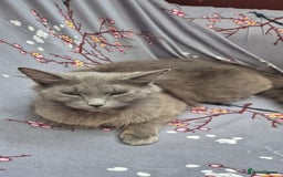 Mixed Breed cats for sale: Kittens for sale  - Image 5