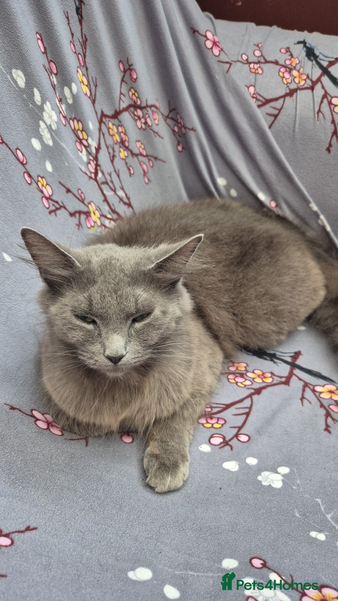 Mixed Breed cats for sale: Kittens for sale  - Image 5