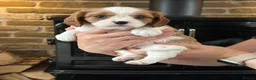 Cavalier King Charles Spaniel dogs for sale: Fully Health Tested Blenheim CKCS Puppies - Advert 35