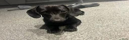 Miniature Dachshund dogs for stud: Fully black miniature dashound stud in Wigan - Advert 3