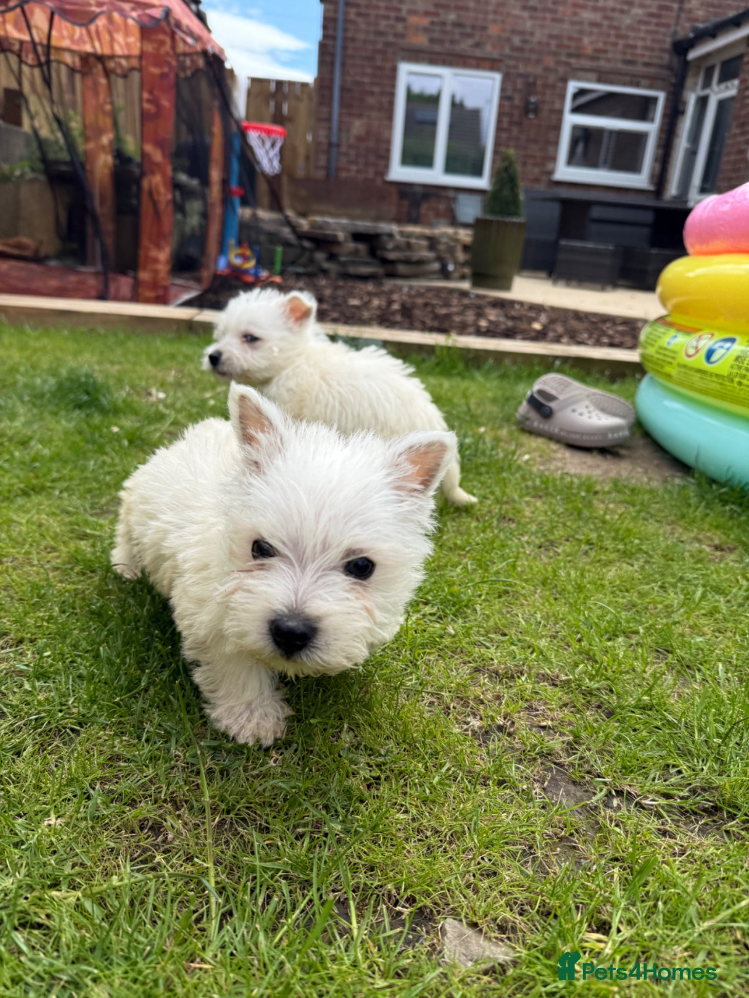 West Highland Terrier dogs for sale: Westies  in Middlesbrough - Advert 1