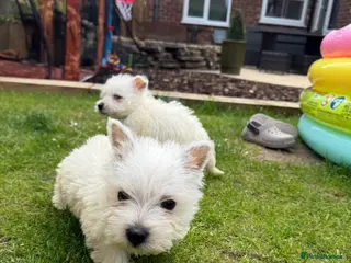 West Highland Terrier dogs Westies - Advert 3