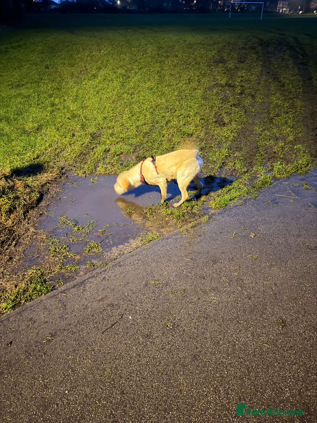 Labrador Retriever dogs for sale: Labrador for sale in Houghton le Spring - Advert 2