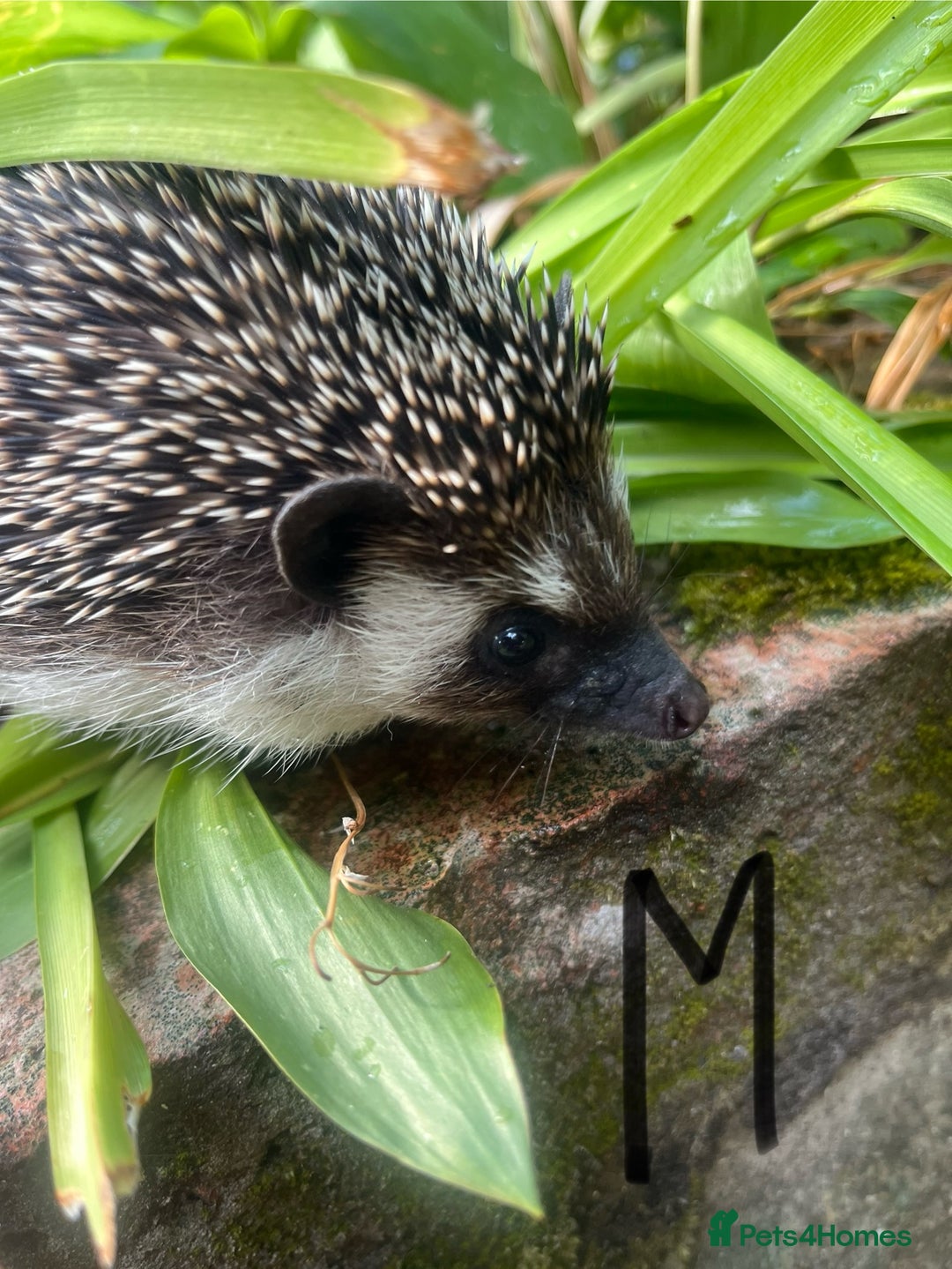 Pygmy Hedgehog rodents for sale: Stunning girls & unrelated boy ready now  - Image 7